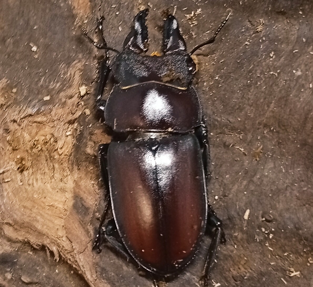 原名亜種｜スペンスシカノコギリクワガタ成虫ペアWF1（ベトナム イェンバイ産）♂36mm×♀30mmの画像