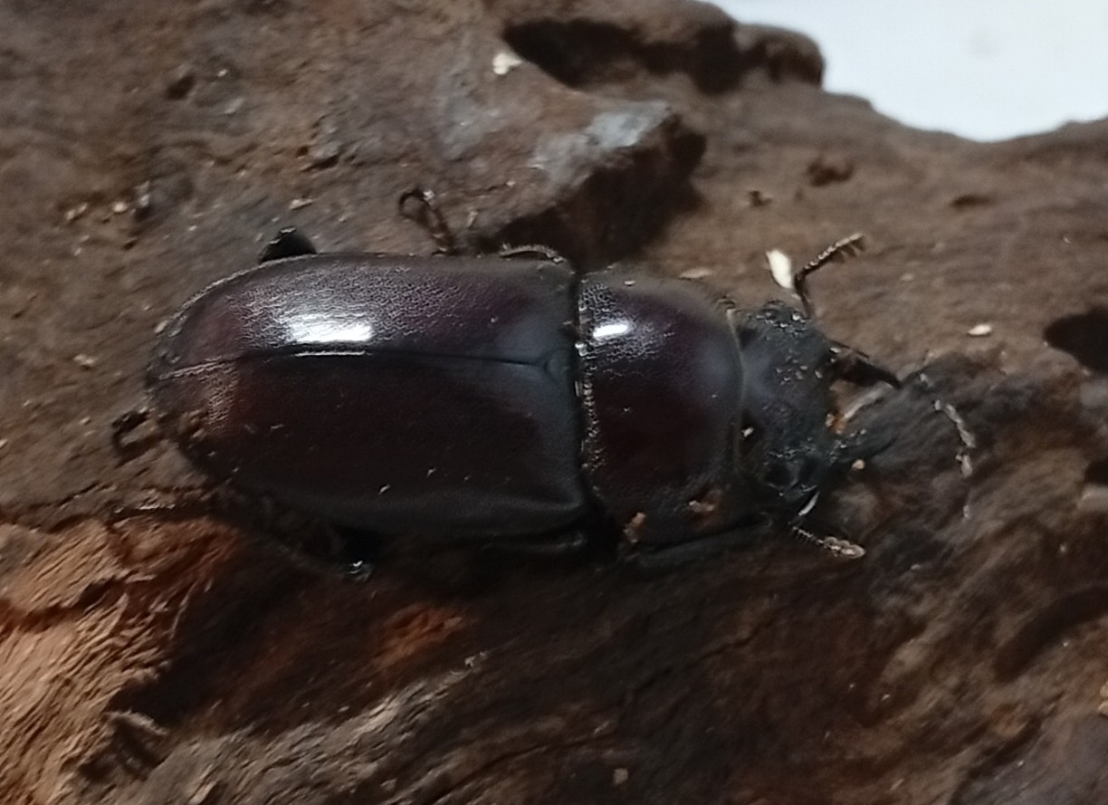 原名亜種｜スペンスシカノコギリクワガタ成虫ペアWF1（ベトナム イェンバイ産）♂36mm×♀30mmの画像