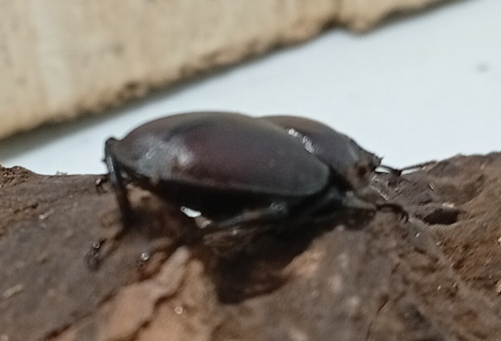 原名亜種｜スペンスシカノコギリクワガタ成虫ペアWF1（ベトナム イェンバイ産）♂36mm×♀30mmの画像