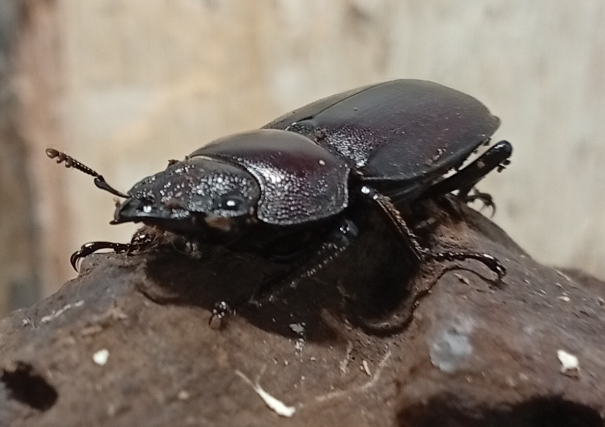原名亜種｜スペンスシカノコギリクワガタ成虫ペアWF1（ベトナム イェンバイ産）♂36mm×♀30mmの画像