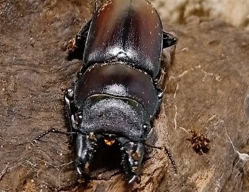 原名亜種｜スペンスシカノコギリクワガタ成虫ペアWF1（ベトナム イェンバイ産）♂36mm×♀30mmの画像