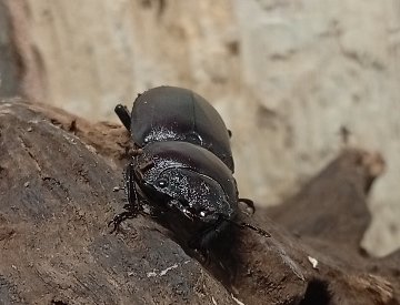 原名亜種｜スペンスシカノコギリクワガタ成虫ペアWF1（ベトナム イェンバイ産）♂36mm×♀30mmの画像