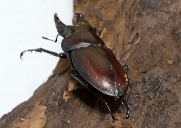 原名亜種｜スペンスシカノコギリクワガタ成虫ペアWF1（ベトナム イェンバイ産）♂36mm×♀30mmの画像