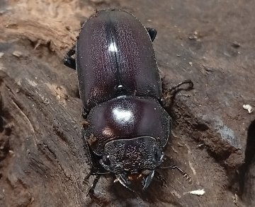 原名亜種｜スペンスシカノコギリクワガタ成虫ペアWF1（ベトナム イェンバイ産）♂36mm×♀30mmの画像