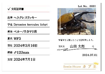 ヘラクレス・リッキー(ペルーウカヤリ県)種付け WF3 種親123mm｜預ける→種付け→返却の画像