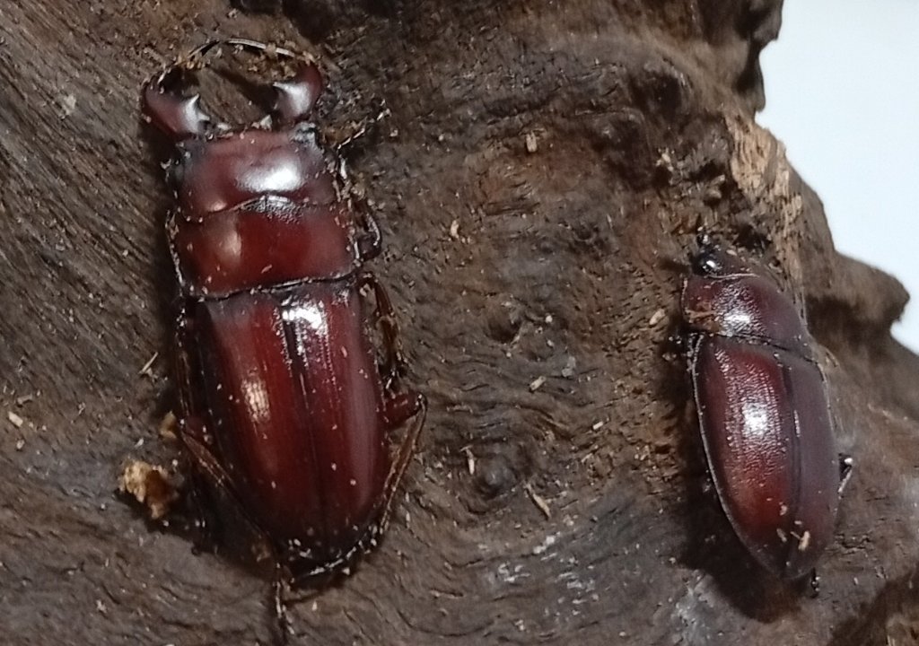 希少種！グラウトコクワガタ成虫ペアWF1 （タイ ナーン県産）♂フリー×♀フリーの画像