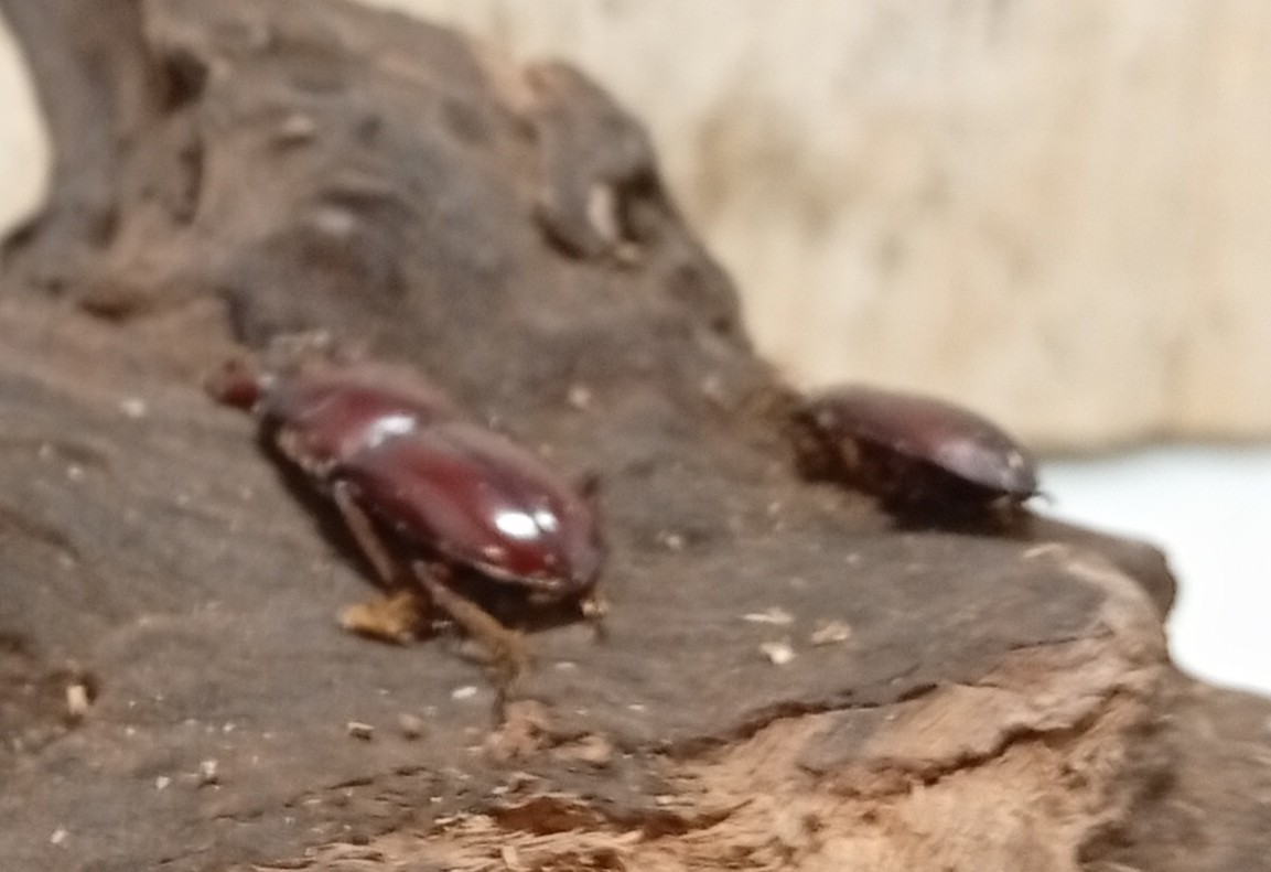 希少種！グラウトコクワガタ成虫ペアWF1 （タイ ナーン県産）♂フリー×♀フリーの画像