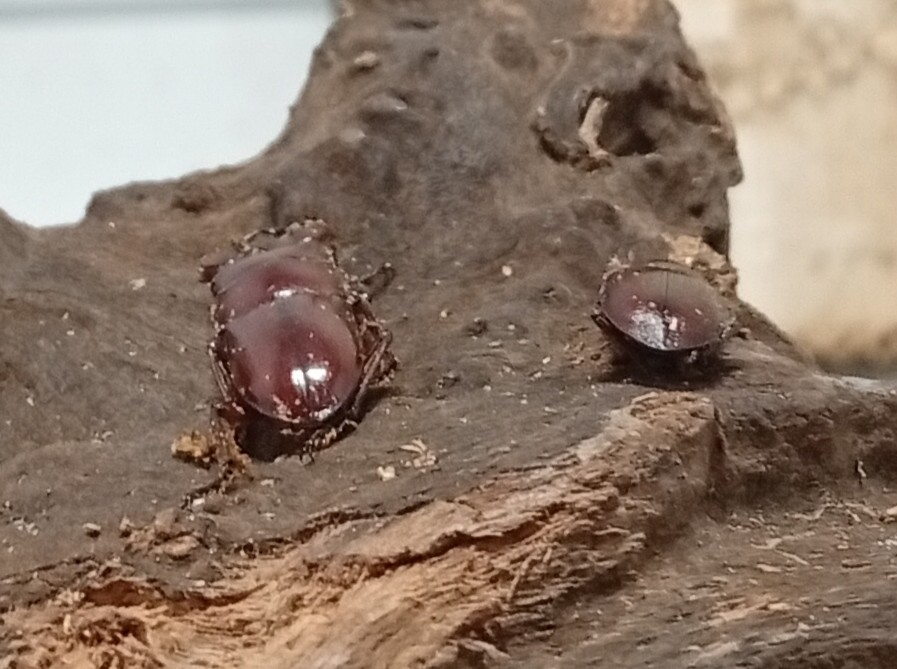 希少種！グラウトコクワガタ成虫ペアWF1 （タイ ナーン県産）♂フリー×♀フリーの画像