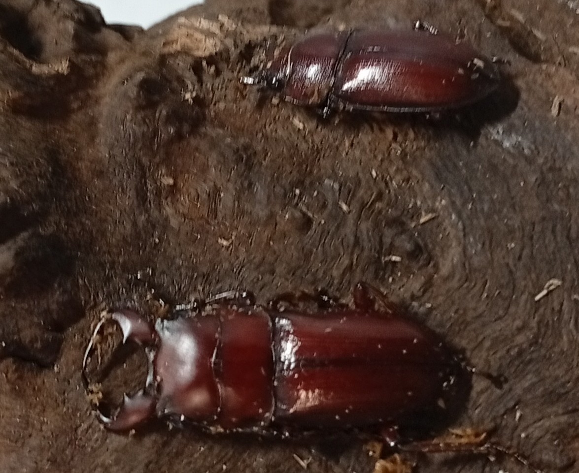希少種！グラウトコクワガタ成虫ペアWF1 （タイ ナーン県産）♂フリー×♀フリーの画像