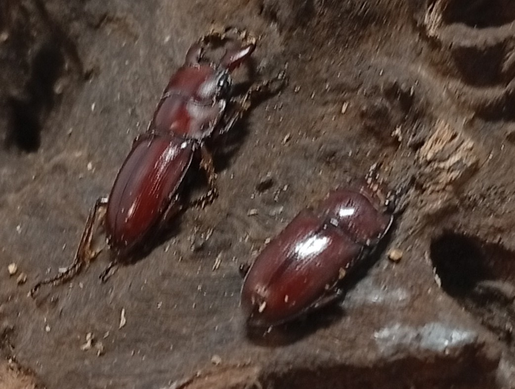 希少種！グラウトコクワガタ成虫ペアWF1 （タイ ナーン県産）♂フリー×♀フリーの画像