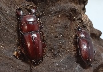 ヘラクレスパスコアリ幼虫 ヘラクレスパスコアリ幼虫