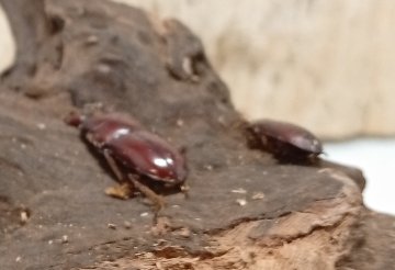希少種！グラウトコクワガタ成虫ペアWF1 （タイ ナーン県産）♂フリー×♀フリーの画像