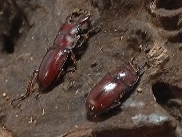 希少種！グラウトコクワガタ成虫ペアWF1 （タイ ナーン県産）♂フリー×♀フリーの画像