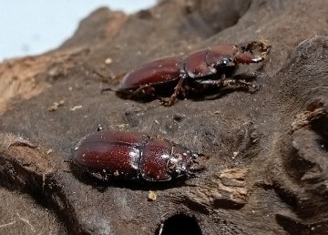希少種！グラウトコクワガタ成虫ペアWF1 （タイ ナーン県産）♂フリー×♀フリーの画像