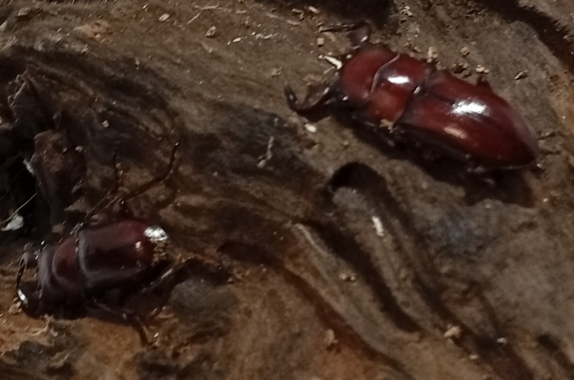 希少種！グラウトコクワガタオス2頭セットWF1 （タイ ナーン県産）♂フリー×♂フリーの画像
