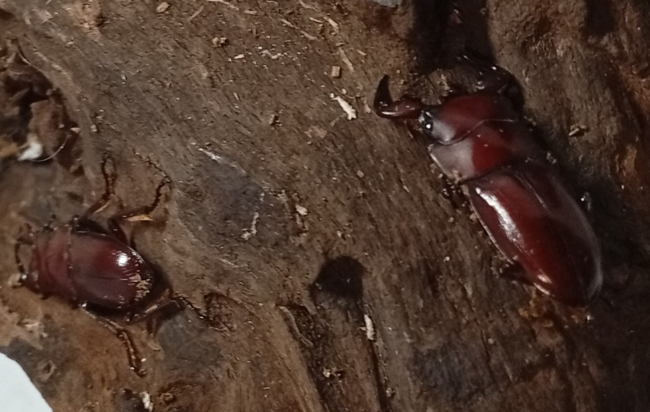 希少種！グラウトコクワガタオス2頭セットWF1 （タイ ナーン県産）♂フリー×♂フリーの画像