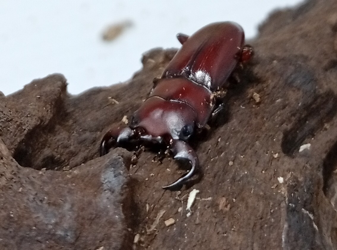 希少種！グラウトコクワガタオス2頭セットWF1 （タイ ナーン県産）♂フリー×♂フリーの画像