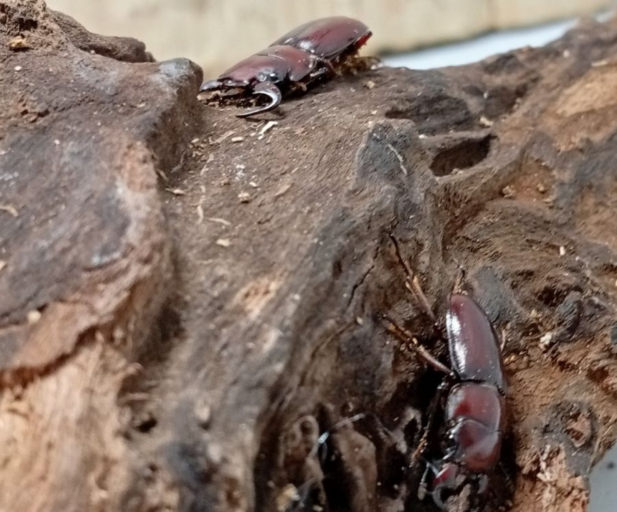 希少種！グラウトコクワガタオス2頭セットWF1 （タイ ナーン県産）♂フリー×♂フリーの画像