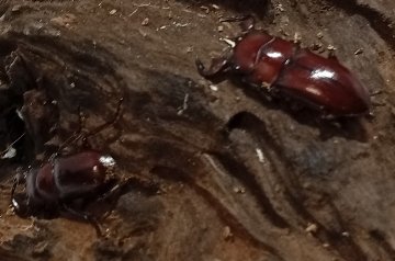 希少種！グラウトコクワガタオス2頭セットWF1 （タイ ナーン県産）♂フリー×♂フリーの画像