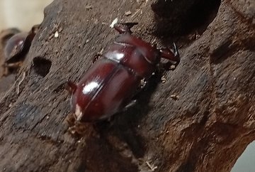 希少種！グラウトコクワガタオス2頭セットWF1 （タイ ナーン県産）♂フリー×♂フリーの画像