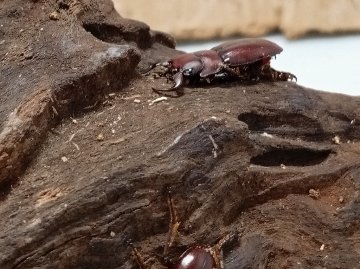 希少種！グラウトコクワガタオス2頭セットWF1 （タイ ナーン県産）♂フリー×♂フリーの画像