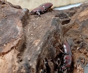 希少種！グラウトコクワガタオス2頭セットWF1 （タイ ナーン県産）♂フリー×♂フリーの画像