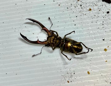 メタリフェルホソアカクワガタ成虫トリオWF1 亜種アノミエカンス（ハルマヘラ産）♂57mm×♀フリー×♀フリーの画像