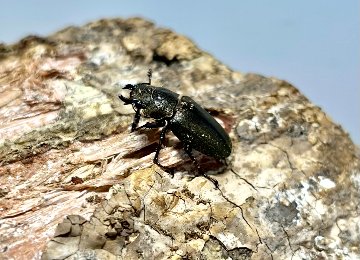 メタリフェルホソアカクワガタ成虫トリオWF1 亜種アノミエカンス（ハルマヘラ産）♂57mm×♀フリー×♀フリーの画像