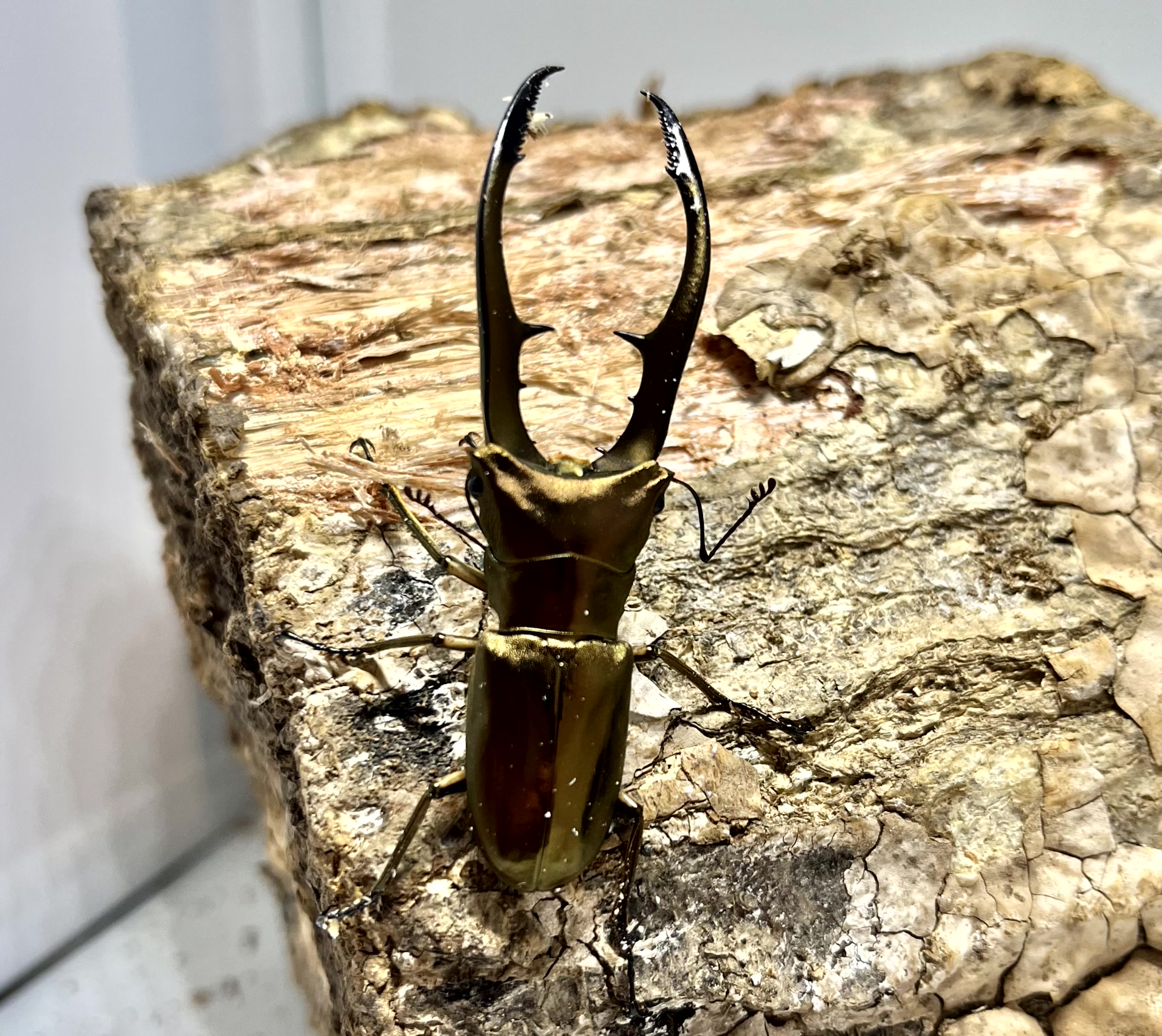 メタリフェルホソアカクワガタ 亜種アノミエカンス成虫トリオWF1（ハルマヘラ産）♂63mm×♀フリー×♀フリーの画像