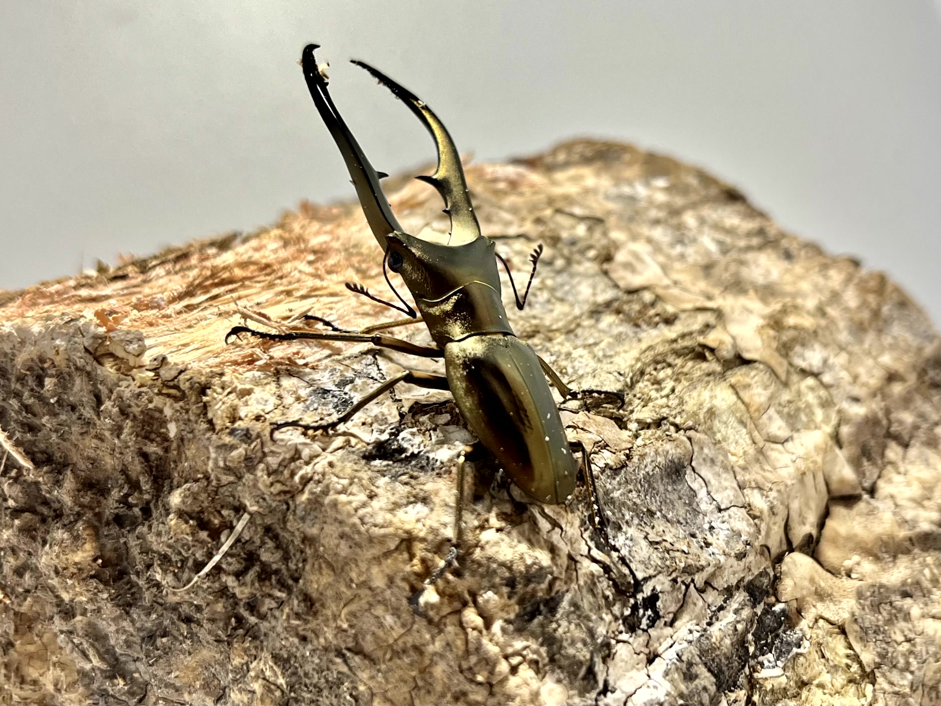 メタリフェルホソアカクワガタ 亜種アノミエカンス成虫トリオWF1（ハルマヘラ産）♂63mm×♀フリー×♀フリーの画像