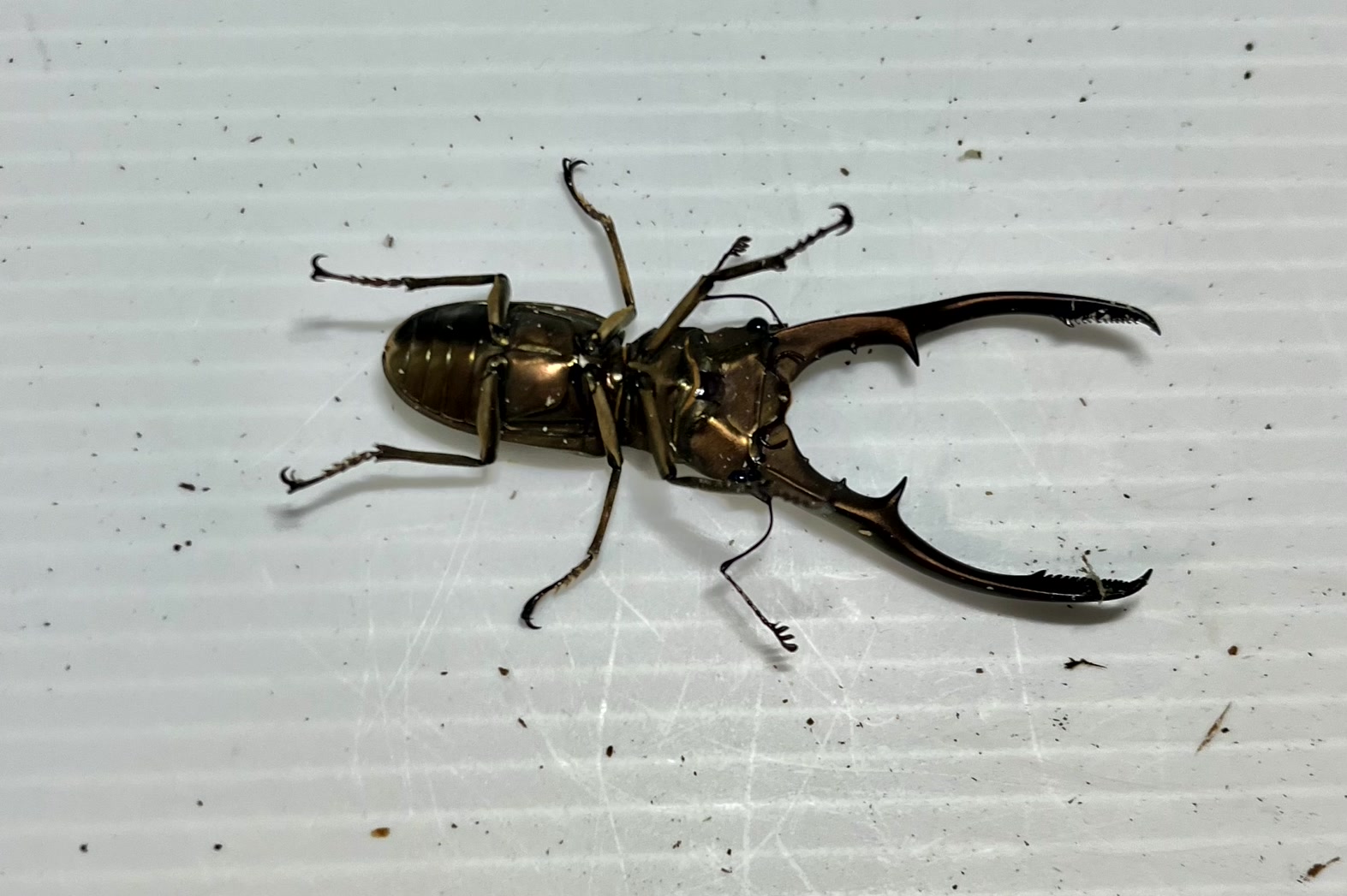 メタリフェルホソアカクワガタ 亜種アノミエカンス成虫トリオWF1（ハルマヘラ産）♂63mm×♀フリー×♀フリーの画像