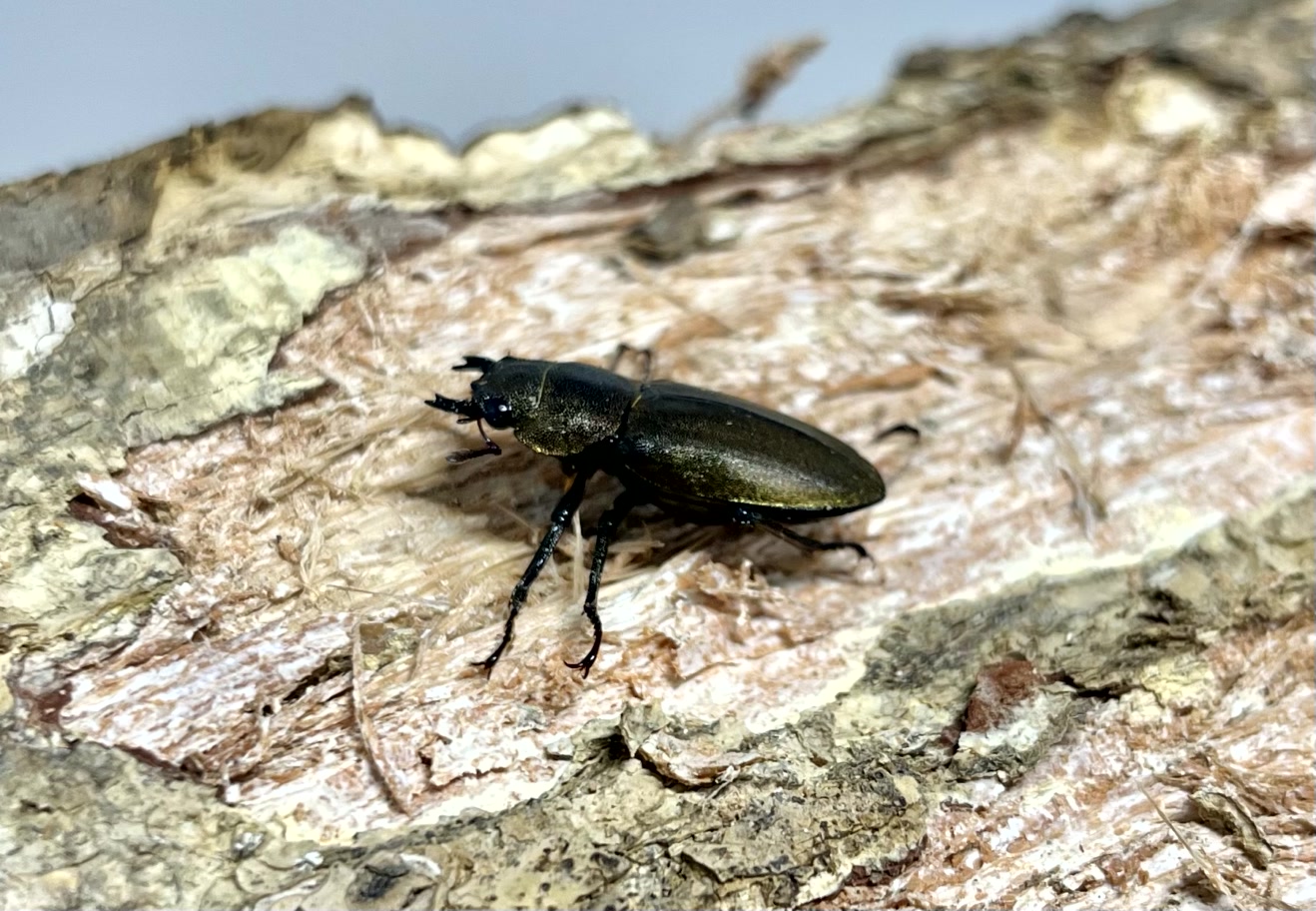 メタリフェルホソアカクワガタ 亜種アノミエカンス成虫トリオWF1（ハルマヘラ産）♂63mm×♀フリー×♀フリーの画像