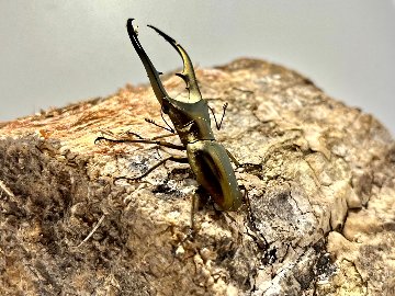 メタリフェルホソアカクワガタ 亜種アノミエカンス成虫トリオWF1（ハルマヘラ産）♂63mm×♀フリー×♀フリーの画像