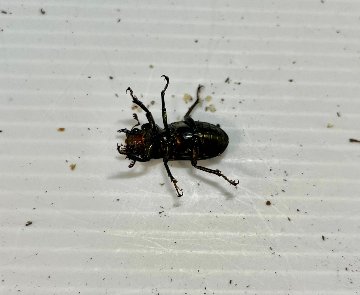 メタリフェルホソアカクワガタ 亜種アノミエカンス成虫トリオWF1（ハルマヘラ産）♂63mm×♀フリー×♀フリーの画像