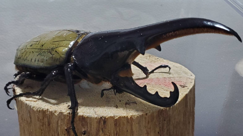ヘラクレス・メテオとは｜Beetle House カブ王 - 国産カブトムシと 