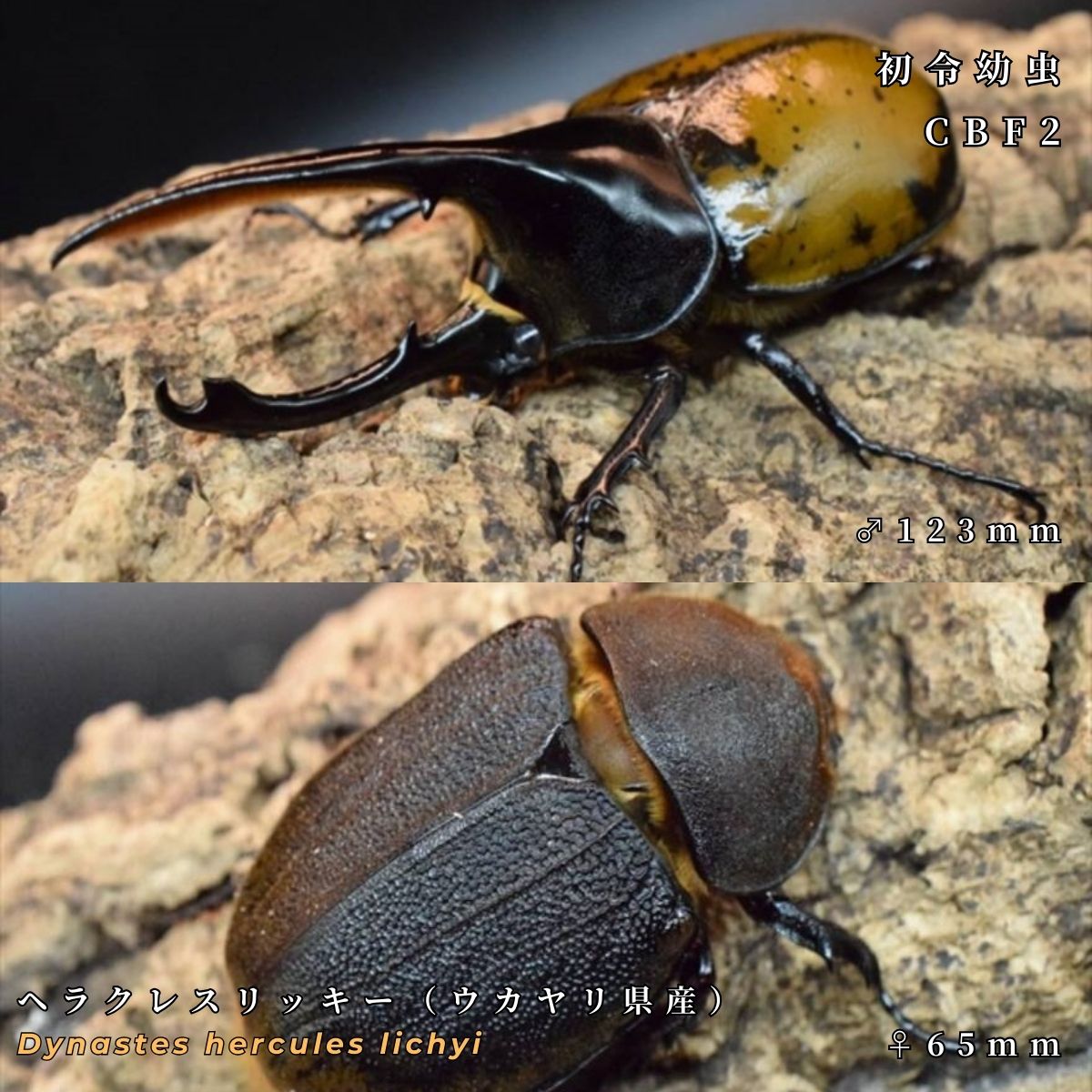 カブトムシのブリード累代表記や専門用語｜Beetle House カブ王 - 国産カブトムシとヘラクレス専門 -
