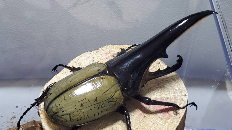 ヘラクレス・メテオとは｜Beetle House カブ王 - 国産カブトムシと