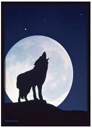 ハイブリッドスリーブ　「月下の孤影」画像