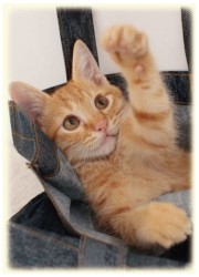 SUGOIスリーブシリーズ　ふるもっふ017　ねこ（60枚）の画像