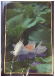 Ballanche　睡蓮　スリーブ(60枚)の画像