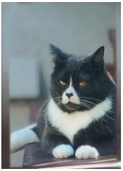 SUGOIスリーブシリーズ　ふるもっふ　ねこVer.4 再販（60枚）の画像