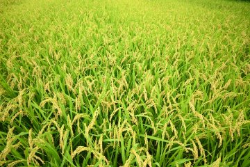 【令和7年度先行販売 初回2025年10月1日から12ヶ月毎にお届け】兵庫県多可町産　【友に米】（ともにまい）の画像