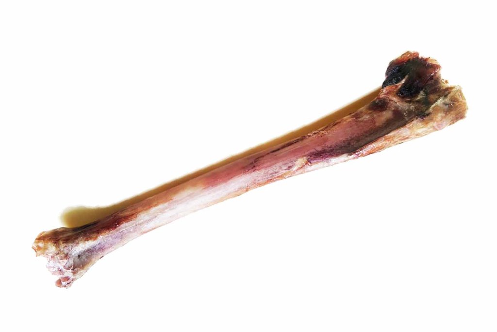 エゾ鹿　脛骨の画像