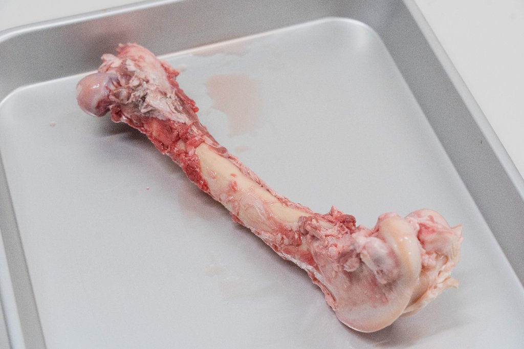 エゾシカ大腿骨の画像