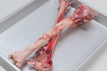 エゾシカ大腿骨の画像