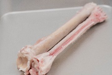 エゾシカ中手骨の画像