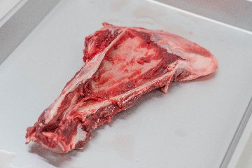 エゾシカ肩甲骨の画像