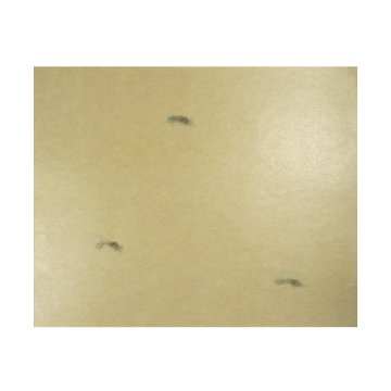 臨書用紙 [小島切] 清書用 10枚の画像