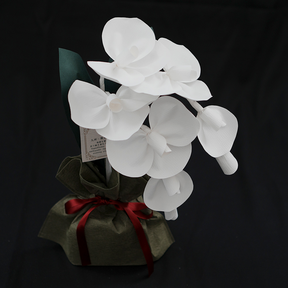 SuperFlower 胡蝶蘭　万博迎賓館モデル（1万円タイプ）の画像