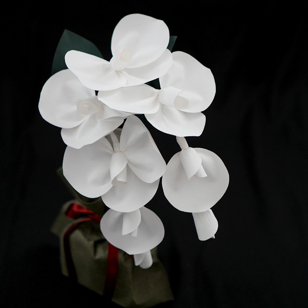 SuperFlower 胡蝶蘭　万博迎賓館モデル（1万円タイプ）の画像